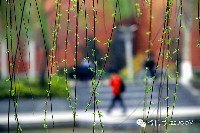 春的郑大 鲜花排队绽放