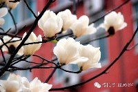 春的郑大 鲜花排队绽放