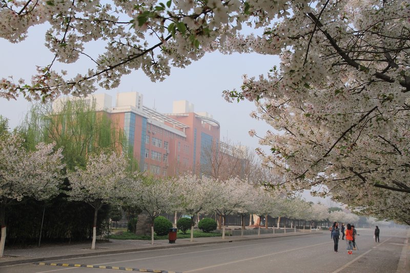 春涌许院(一):最是樱花烂漫