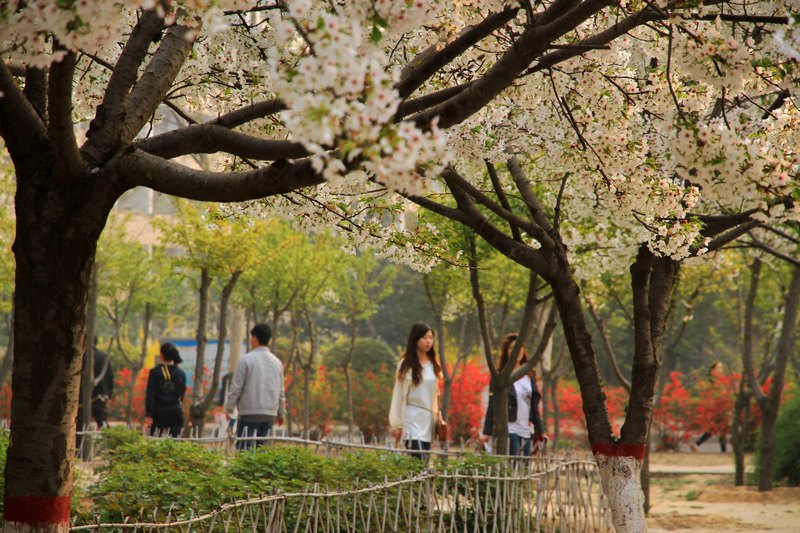 春涌许院(一):最是樱花烂漫