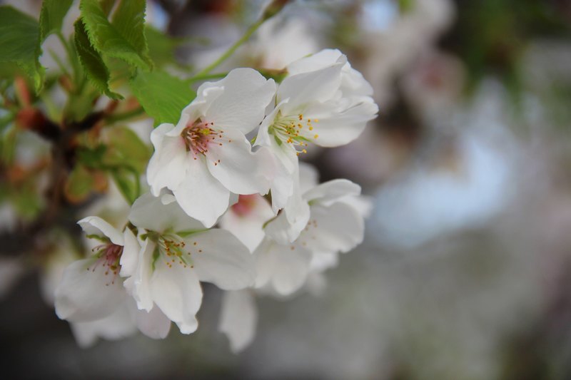 春涌许院(一):最是樱花烂漫