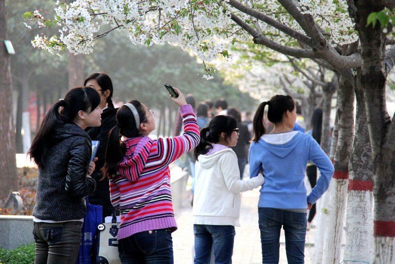 春涌许院(一):最是樱花烂漫