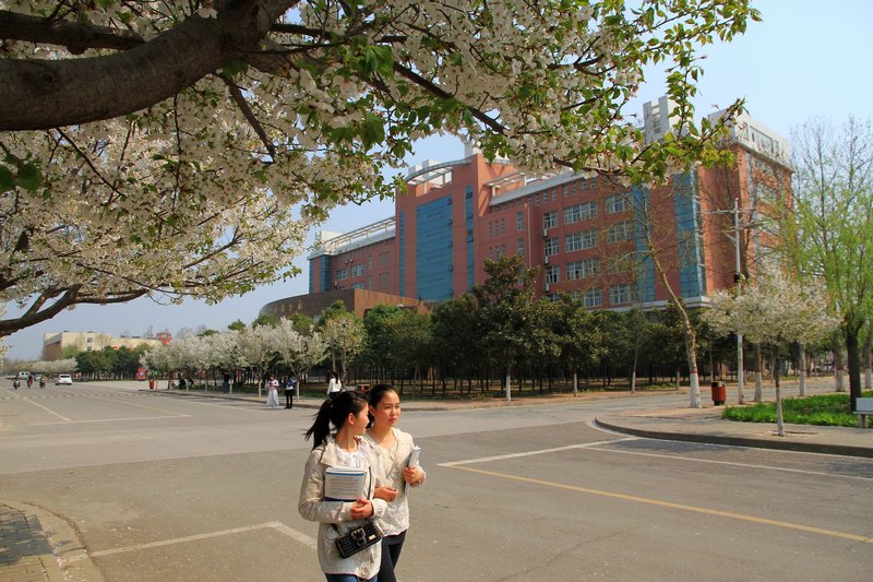 春涌许院(一):最是樱花烂漫