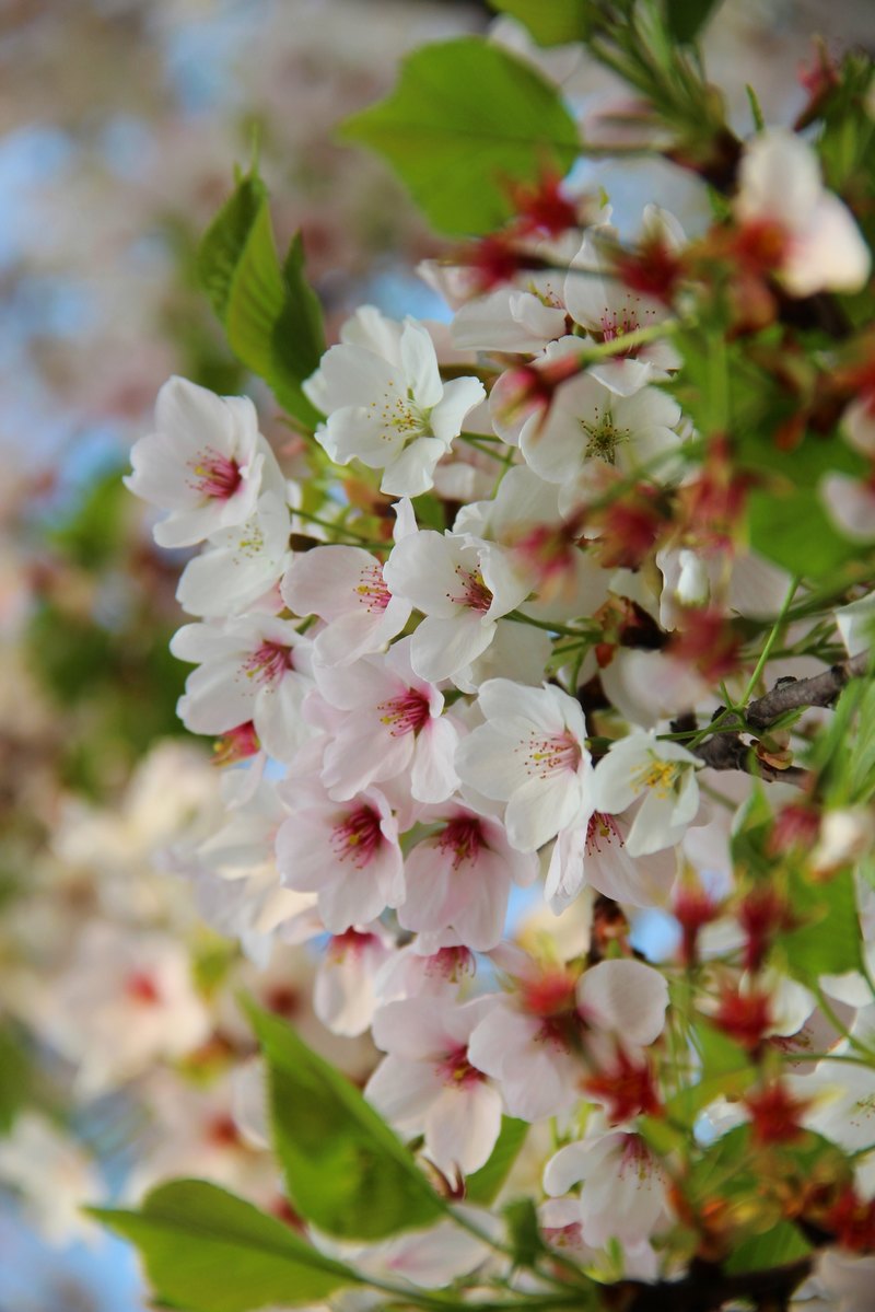 春涌许院(一):最是樱花烂漫