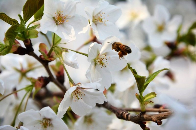 春涌许院(一):最是樱花烂漫