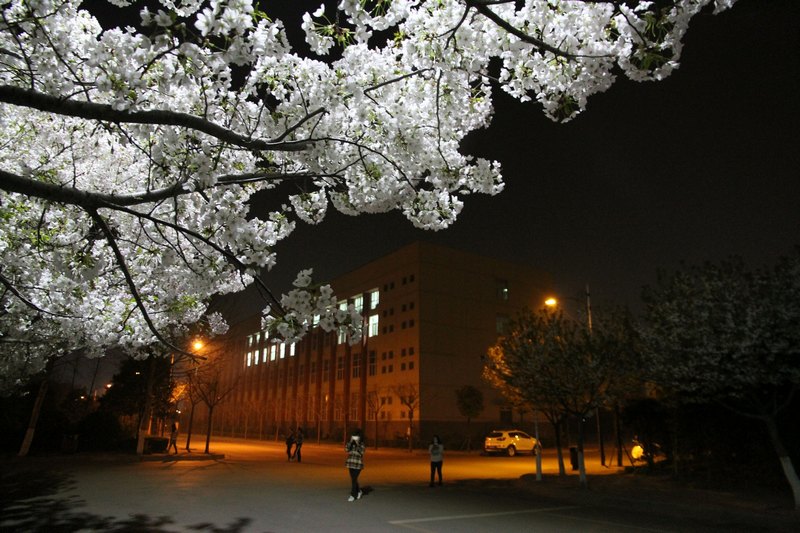 春涌许院(一):最是樱花烂漫