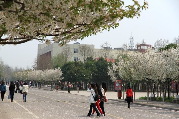 春涌许院(一):最是樱花烂漫
